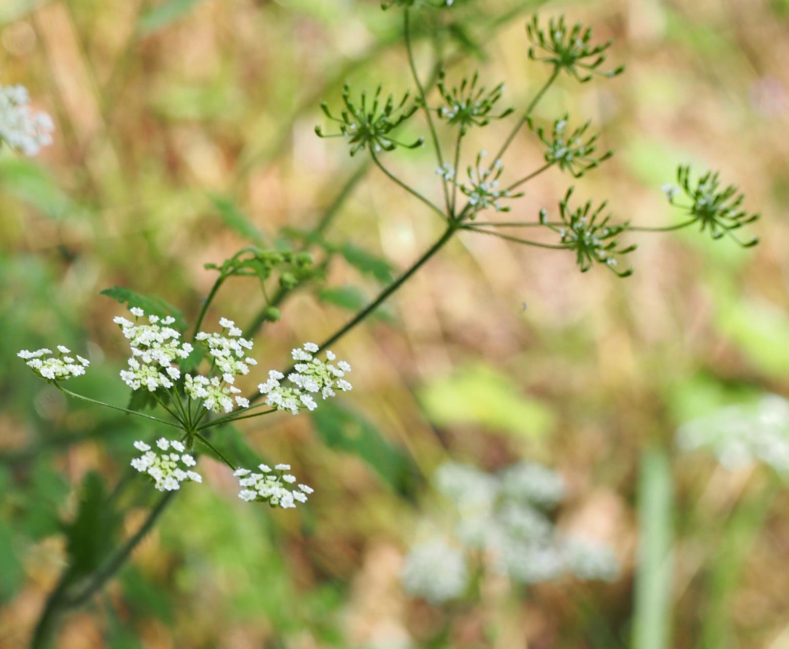 Chervil, Rough